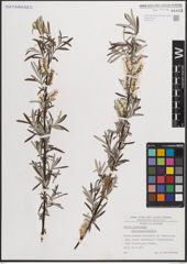 Foto von Salix eleagnos subsp. angustifolia (Cariot) Rech. f.